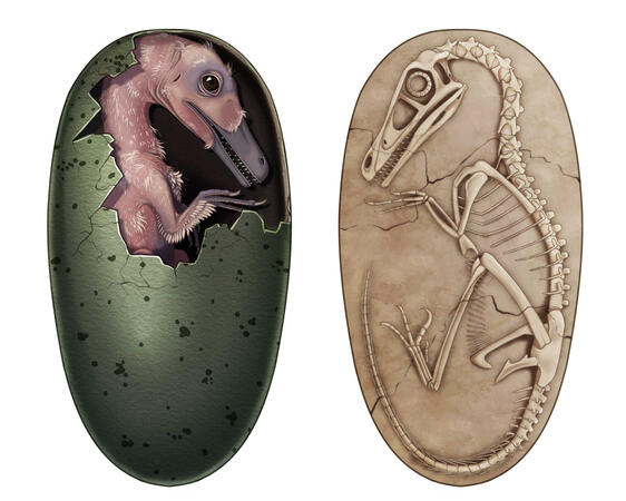 Velociraptor Egg